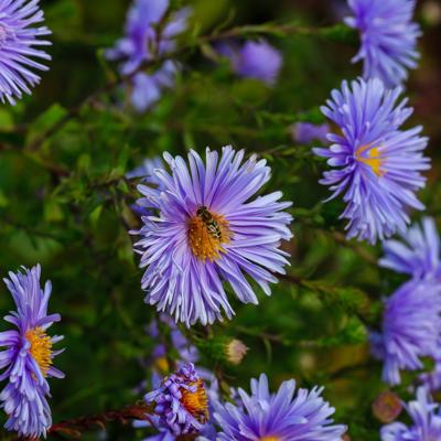 Aster