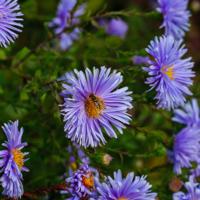 Aster - thumbnail