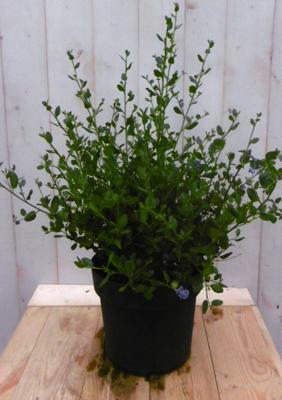 Amerikaanse sering groot Syringa Warentuin Natuurlijk - Warentuin natuurlijk Amerikaanse sering groot Syringa Warentuin Natuurlijk - Warentuin natuurlijk