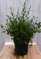 Amerikaanse sering groot Syringa Warentuin Natuurlijk - Warentuin natuurlijk - thumbnail