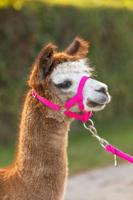 Alpaca halster roze - thumbnail