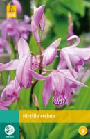 Bletilla Striata Bloembol JUB 1 bol - Jub - thumbnail