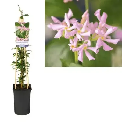 Toscaanse Jasmijn Trachelospermum Asiaticum Pink Air 75 cm klimplant