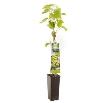Druif Vitis vinifera Fanny