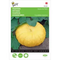 Pompoen Gele Reuzen - thumbnail