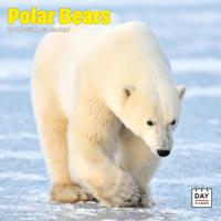 IJsberen Kalender 2026 - thumbnail