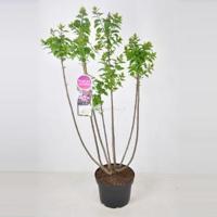 Sering (syringa vulgaris "Michel Buchner") - 70-90 cm - 1 stuks - thumbnail