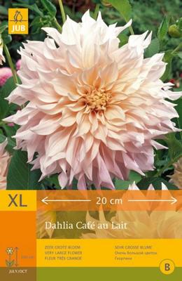 Dahlia cafe au lait