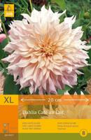 Dahlia cafe au lait - thumbnail