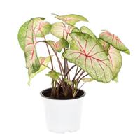 Caladium White Queen - P 15 cm - thumbnail