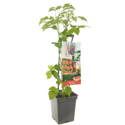 Herfstframboos (rubus idaeus "Autumn Bliss") fruitplanten - In 5 liter pot - 1 stuks