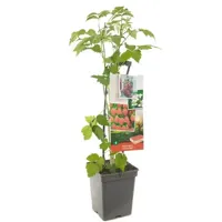 Herfstframboos (rubus idaeus "Autumn Bliss") fruitplanten - In 5 liter pot - 1 stuks - thumbnail