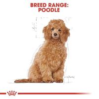 Royal Canin Poodle voer voor puppy 3kg - thumbnail