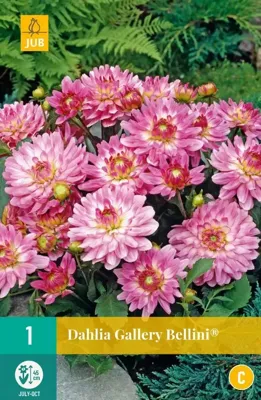 Dahlia gallery bellini