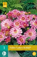Dahlia gallery bellini - thumbnail