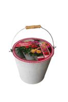 Emmer dahlia summer bloom - thumbnail