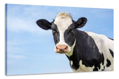 Schilderij - Koe kijkt in de camera, Hollands tafereel, Premium Print,