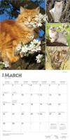 Cat Lovers Kalender 2026 - thumbnail