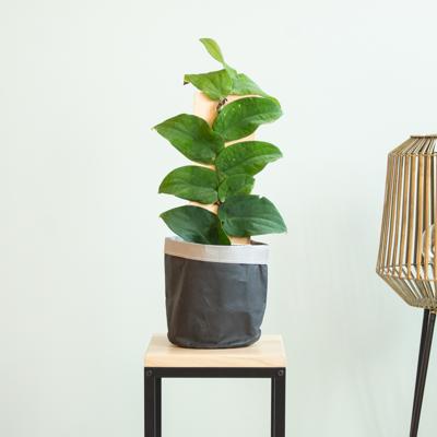 Rhaphidophora Korthalsii - P17