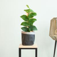 Rhaphidophora Korthalsii - P17 - thumbnail