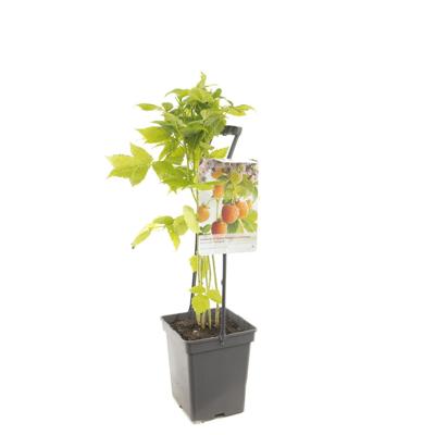 Framboos Rubus idaeus Fallgold struik