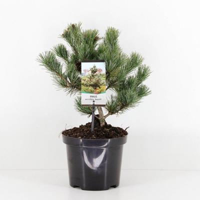 Pinus parviflora negishi 25-30 cm Conifeer Japanse witte den Warentuin Natuurlijk - Warentuin natuurlijk
