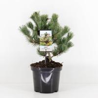 Pinus parviflora negishi 25-30 cm Conifeer Japanse witte den Warentuin Natuurlijk - Warentuin natuurlijk - thumbnail