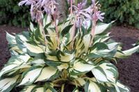 Hartlelie - thumbnail