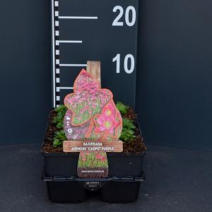 Steenbreek (saxifraga arendsii "Carpet Purple") bodembedekker - 6-pack - 1 stuks