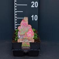 Steenbreek (saxifraga arendsii "Carpet Purple") bodembedekker - 6-pack - 1 stuks - thumbnail