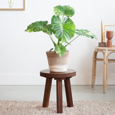 Alocasia Gageana Variegata - P15 Alocasia Gageana Variegata - P15