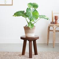 Alocasia Gageana Variegata - P15 - thumbnail