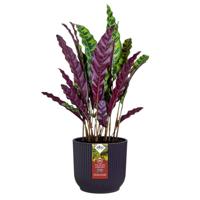Elho the winery collection 18 deep purple - thumbnail