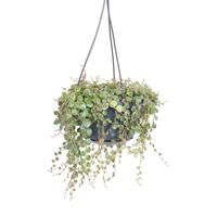 Peperomia Prostrata (hangplant) - P 14 cm - thumbnail