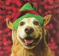 Kerstkaart - Hond met Kerstmuts (Set van 5) - thumbnail
