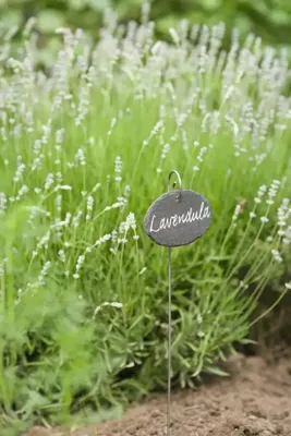 Leistenen plantetiketten set van 3 stuks Leistenen plantetiketten set van 3 stuks