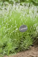 Leistenen plantetiketten set van 3 stuks - thumbnail