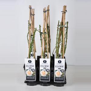 Klimroos (rosa "Eloise"®) - C5 - 1 stuks