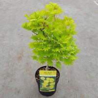 Japanse esdoorn (Acer shirasawanum "Aureum") heester - 25-30 cm - 1 stuks - thumbnail