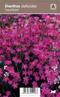 V.I.P.S. Dianthus deltoides ''Leuchfunk'' - steenanjer P9 - thumbnail
