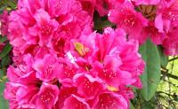 Rhododendron - thumbnail