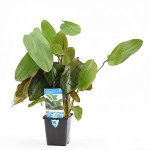 Echinodorus ozelot rood / leopard - aquarium plant Echinodorus ozelot rood / leopard - aquarium plant