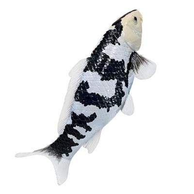 Mojo sealife koi karper - shiro utsuri koi - 381102
