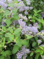 Amerikaanse sering - thumbnail