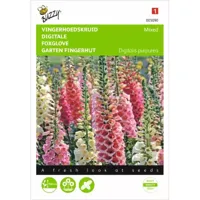 Digitalis, Vingerhoedskruid Gemengd - thumbnail