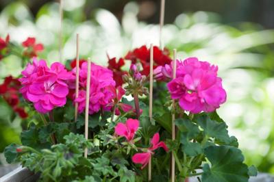 Splitbamboe naturel H30cm dia. 3-3,5mm set a 20 stuks Nature - Nature