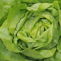 Kropsla zaden Appia - thumbnail