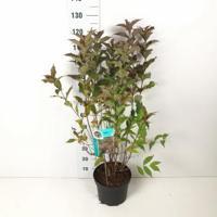 Weigela struik Red Prince - 40 - 50 cm - 7 stuks - thumbnail