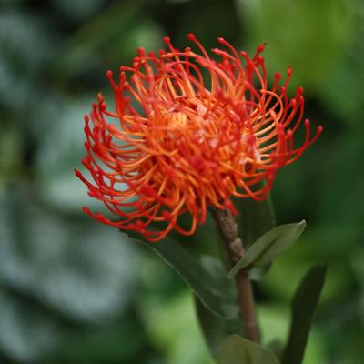 Leucadendron Kunsttak Nutans 53cm