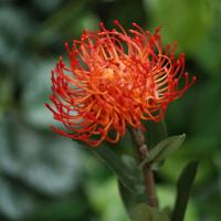 Leucadendron Kunsttak Nutans 53cm - thumbnail